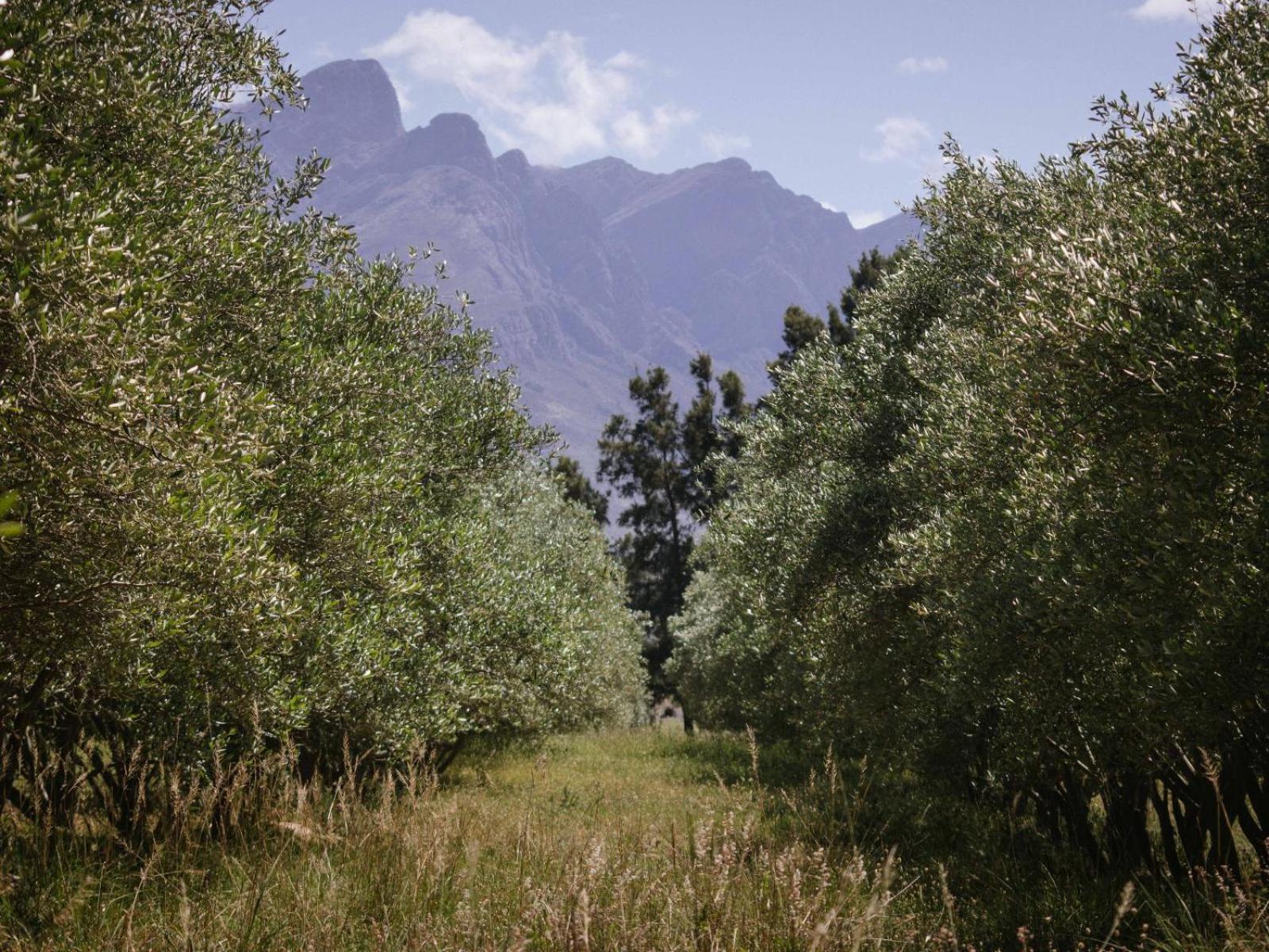 فندق Duikersdrift Winelands Country Escape تولباغ المظهر الخارجي الصورة