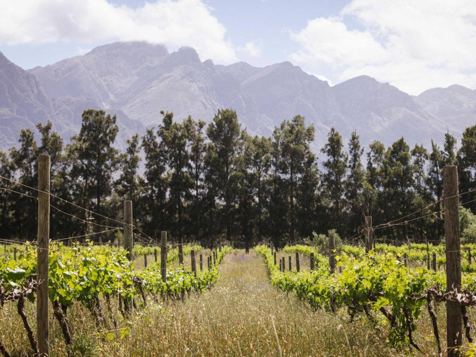فندق Duikersdrift Winelands Country Escape تولباغ المظهر الخارجي الصورة