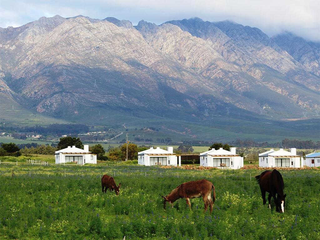 فندق Duikersdrift Winelands Country Escape تولباغ المظهر الخارجي الصورة